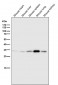 Anti-Annexin V ANXA5 Rabbit Monoclonal Antibody