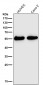 Anti-Aromatase CYP19A1 Rabbit Monoclonal Antibody
