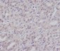 Anti-IKK gamma IKBKG Rabbit Monoclonal Antibody