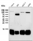 Anti-Profilin1 PFN1 Rabbit Monoclonal Antibody