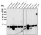 Anti-Profilin1 PFN1 Rabbit Monoclonal Antibody