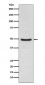 Anti-LXR alpha NR1H3 Rabbit Monoclonal Antibody