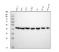 Anti-beta Actin ACTB Rabbit Monoclonal Antibody