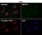 Anti-beta Actin ACTB Rabbit Monoclonal Antibody