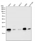 Anti-Caveolin-2 CAV2 Rabbit Monoclonal Antibody