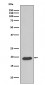 Anti-Caveolin-3 CAV3 Rabbit Monoclonal Antibody