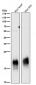 Anti-Caveolin-3 CAV3 Rabbit Monoclonal Antibody