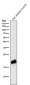 Anti-Caveolin-3 CAV3 Rabbit Monoclonal Antibody