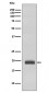 Anti-Caveolin-3 CAV3 Rabbit Monoclonal Antibody