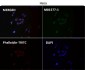 Anti-N-Cadherin-2 CDH2 CD325-Rabbit Monoclonal Antibody