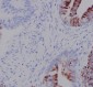 Anti-N-Cadherin-2 CDH2 CD325-Rabbit Monoclonal Antibody