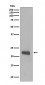 Anti-Caveolin-1 CAV1 Rabbit Monoclonal Antibody