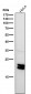 Anti-Caveolin-1 CAV1 Rabbit Monoclonal Antibody