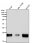 Anti-Caveolin-1 CAV1 Rabbit Monoclonal Antibody