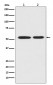 Anti-Mutant p53 Rabbit Monoclonal Antibody