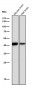 Anti-CKII alpha CSNK2A1 Rabbit Monoclonal Antibody