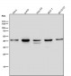 Anti-CKII alpha CSNK2A1 Rabbit Monoclonal Antibody