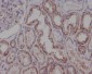 Anti-Hsp90 beta HSP90AB1 Rabbit Monoclonal Antibody