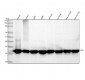 Anti-Prohibitin PHB Rabbit Monoclonal Antibody