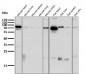 Anti-HIF-1 beta ARNT Rabbit Monoclonal Antibody