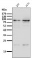 Anti-HIF-1 beta ARNT Rabbit Monoclonal Antibody