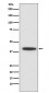 Anti-CEBP alpha Rabbit Monoclonal Antibody