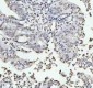 Anti-Histone H4 HIST1H4A Rabbit Monoclonal Antibody