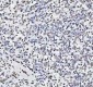 Anti-Histone H4 HIST1H4A Rabbit Monoclonal Antibody