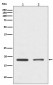 Anti-Histone H3 HIST1H3A Rabbit Monoclonal Antibody
