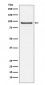 Anti-Cdc27/APC3 Rabbit Monoclonal Antibody