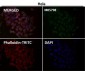 Anti-Cdc23/APC8 Rabbit Monoclonal Antibody