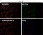 Anti-Cdc23/APC8 Rabbit Monoclonal Antibody