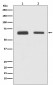 Anti-Cdc23/APC8 Rabbit Monoclonal Antibody