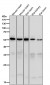 Anti-Caspase-10 Rabbit Monoclonal Antibody