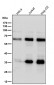 Anti-Caspase-10 Rabbit Monoclonal Antibody