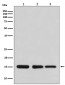Anti-Histone H3 HIST1H3A Rabbit Monoclonal Antibody