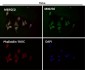 Anti-PGC1 alpha PPARGC1A Rabbit Monoclonal Antibody