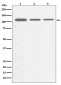 Anti-PGC1 alpha PPARGC1A Rabbit Monoclonal Antibody