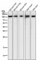 Anti-PGC1 alpha PPARGC1A Rabbit Monoclonal Antibody