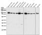 Anti-PGC1 alpha PPARGC1A Rabbit Monoclonal Antibody