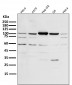 Anti-PGC1 alpha PPARGC1A Rabbit Monoclonal Antibody