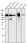 Anti-PGC1 alpha PPARGC1A Rabbit Monoclonal Antibody