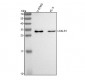 Anti-Galectin 3 LGALS3 Rabbit Monoclonal Antibody