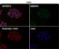Anti-Syndecan 1 SDC1 Rabbit Monoclonal Antibody