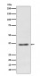 Anti-Syndecan 1 SDC1 Rabbit Monoclonal Antibody