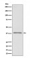 Anti-Podoplanin PDPN Rabbit Monoclonal Antibody