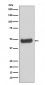 Anti-PKA 2 beta PRKAR2B Rabbit Monoclonal Antibody