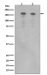 Anti-ErbB (HER4) ERBB4 Rabbit Monoclonal Antibody