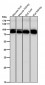 Anti-Aconitase 1 ACO1 Rabbit Monoclonal Antibody