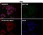 Anti-HIF-2 alpha EPAS1 Rabbit Monoclonal Antibody